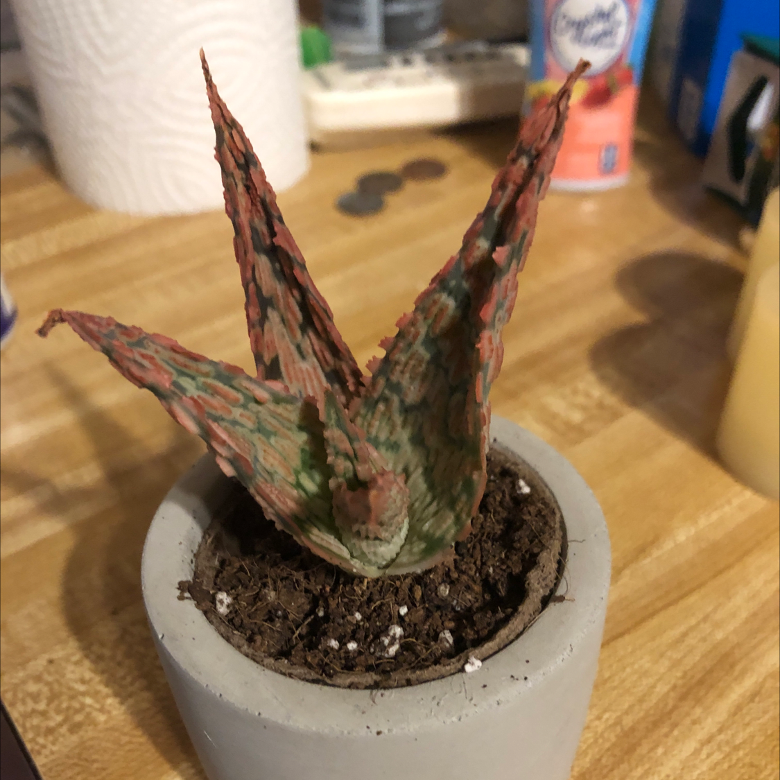 Pink Blush Aloe plant in a small pot with variegated pink and green leaves.