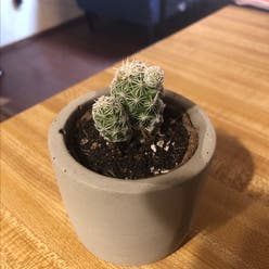 Thimble Cactus plant