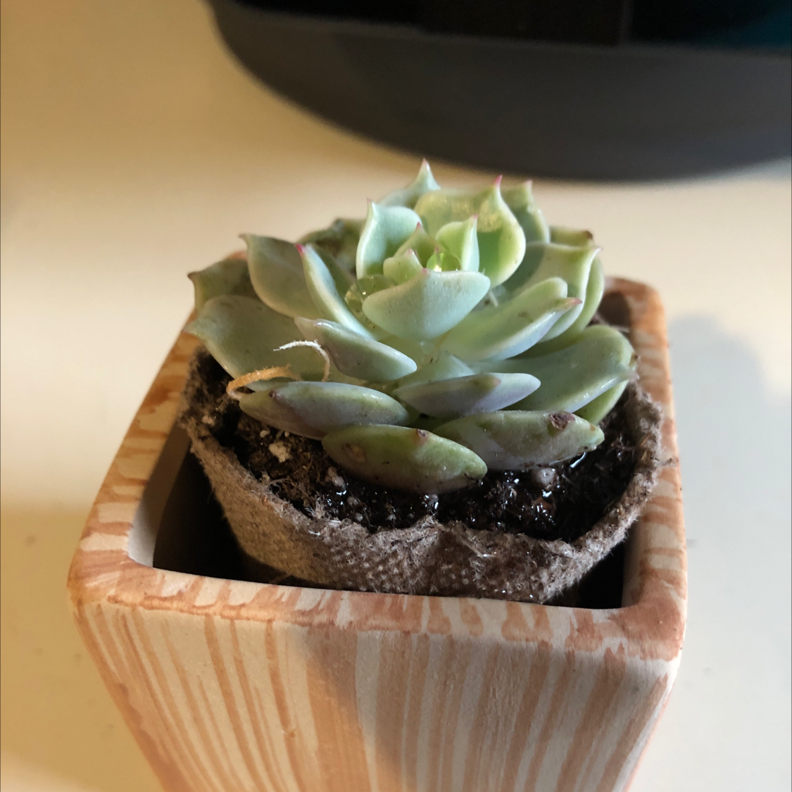 Echeveria 'Lola' succulent in a square wooden pot, healthy and well-framed.