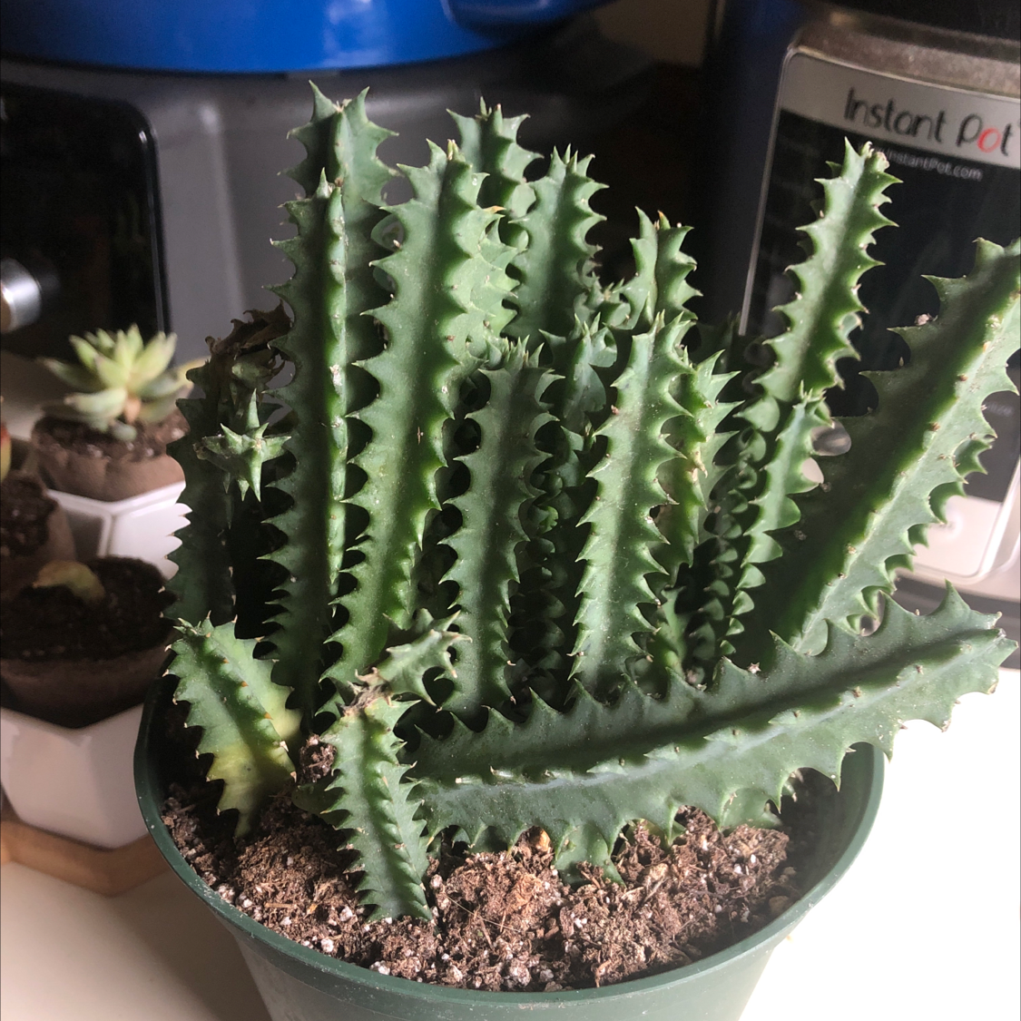 Lifesaver Cactus (Huernia zebrina) in a pot with visible soil, well-framed and in focus.