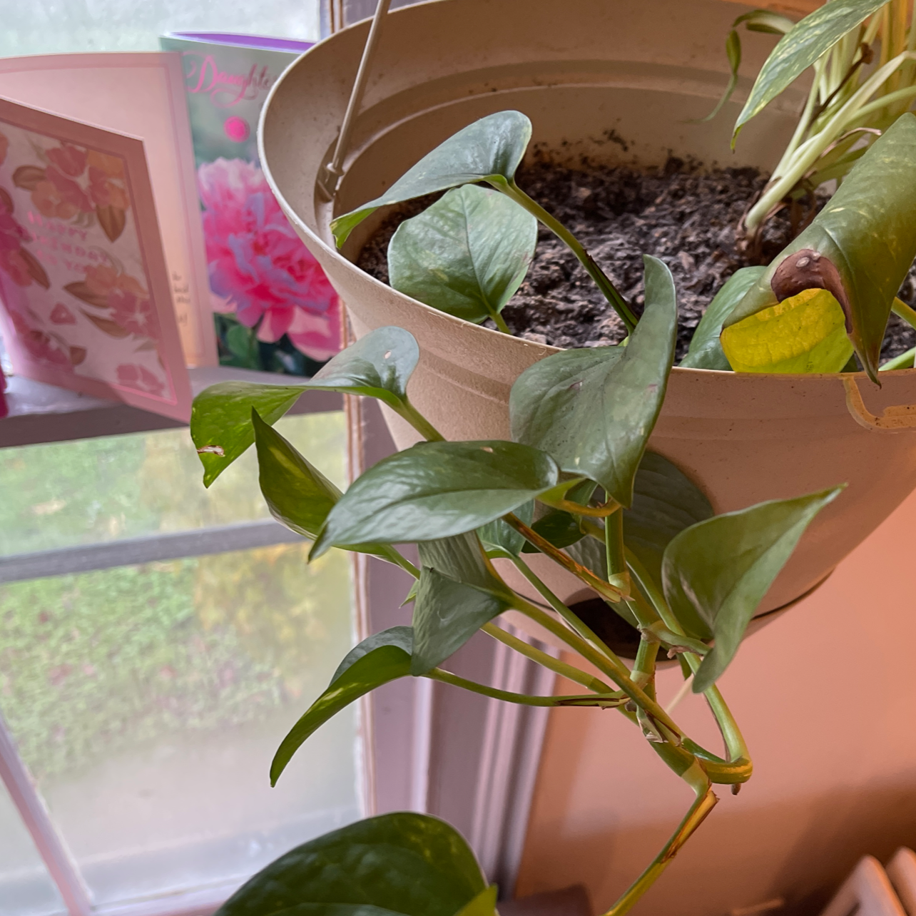 Taro Vine plant photo by @lexsplants named Pea on Greg, the plant care app.