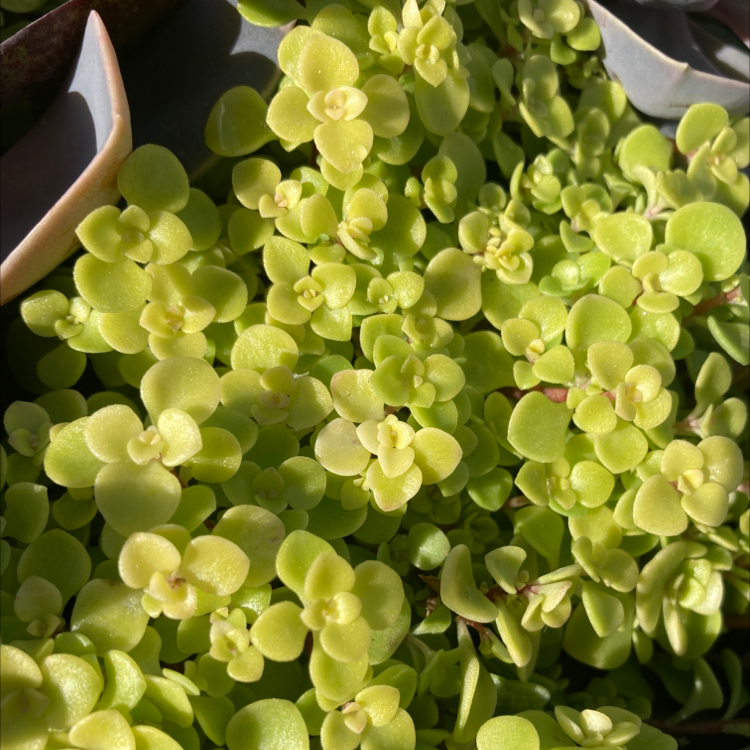 Close-up of a Woodland Stonecrop plant with small, rounded, green leaves.