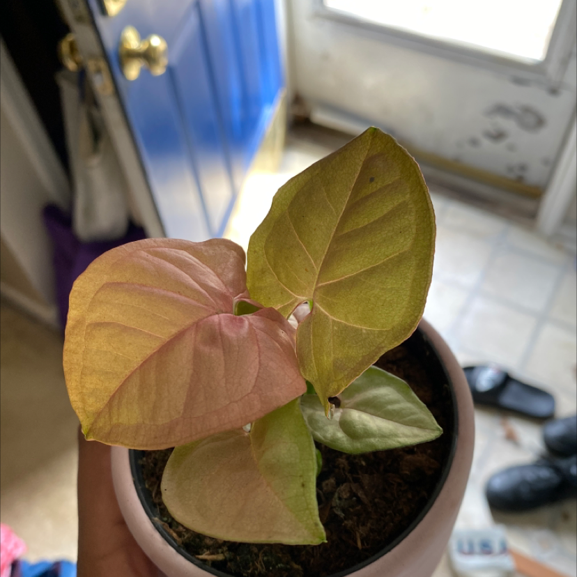 Pink Syngonium plant in a pot with some yellowing and browning leaves, held by a hand indoors.