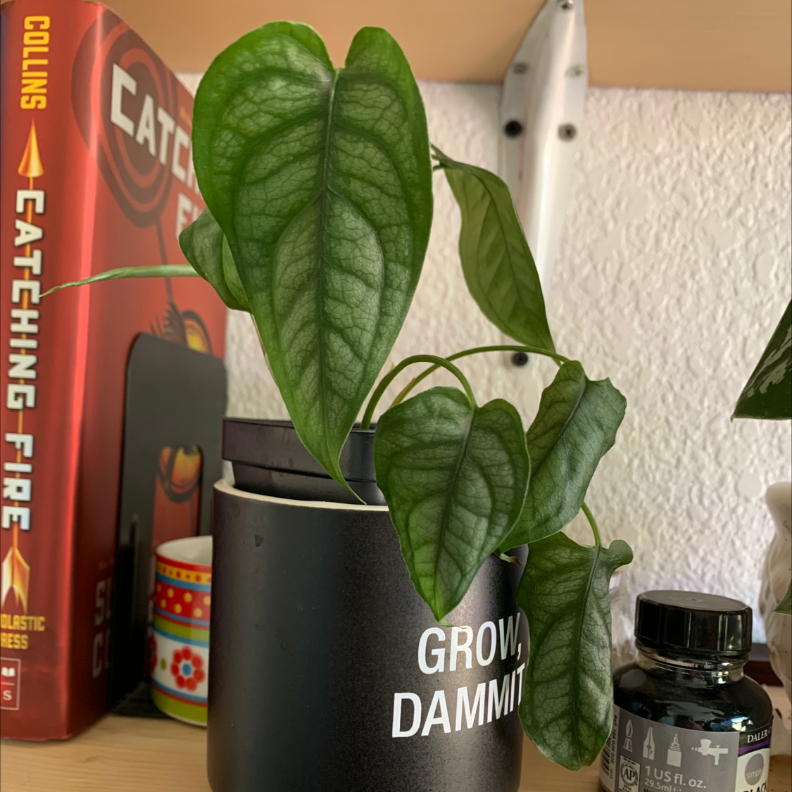 Monstera siltepecanna plant in a black pot with the text 'Grow, Dammit'.