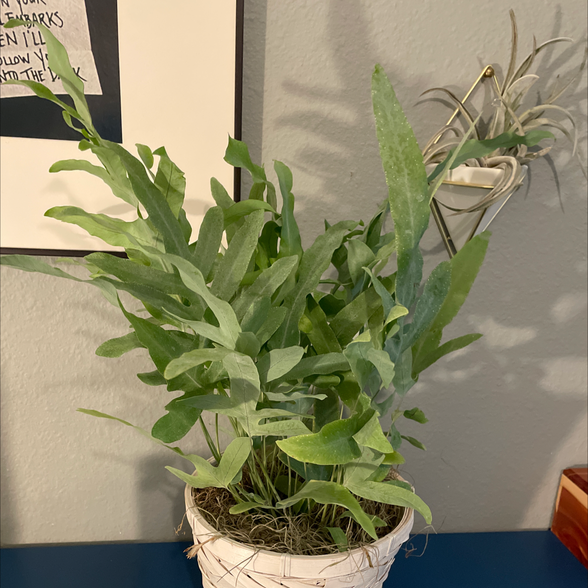 Blue Star Fern in a white pot with green leaves, healthy appearance.