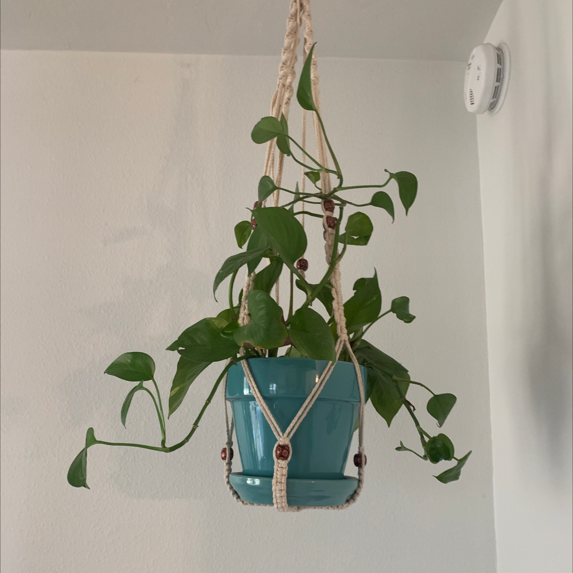 Photo of the plant species Jade Pothos by @Jelena named Silla on Greg, the plant care app