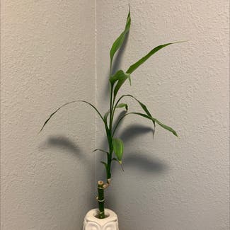 Lucky Bamboo plant in San Diego, California
