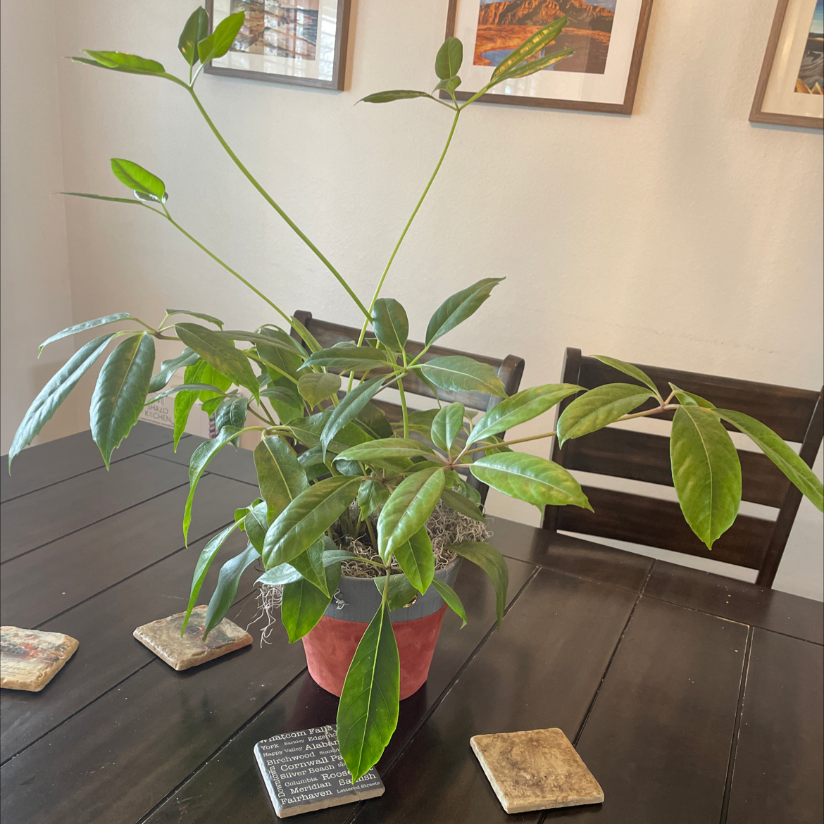 A healthy Octopus Tree plant in a pot on a table.