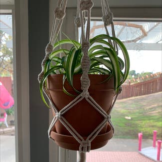 Curly Spider Plant plant in San Diego, California