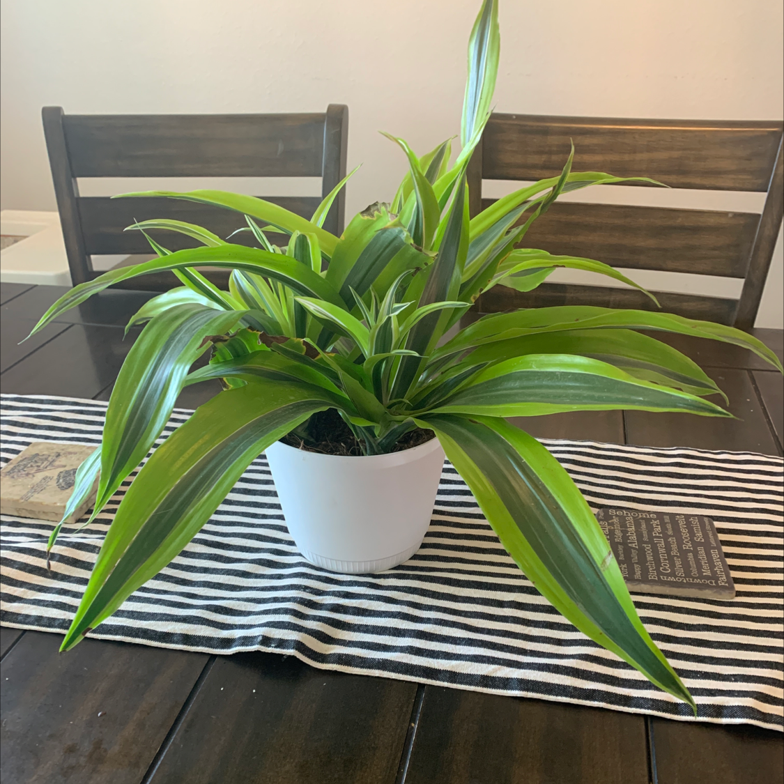 Dracaena 'Lemon Lime' plant in a white pot on a striped table runner.