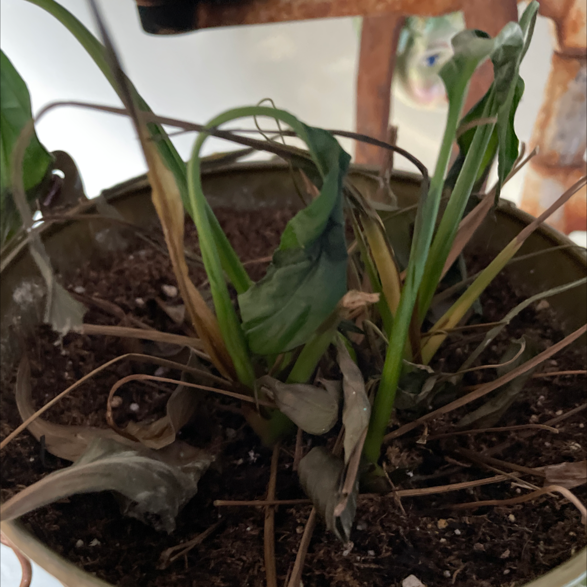 Peace Lily plant photo by Dana named Beyonce on Greg, the plant care app.