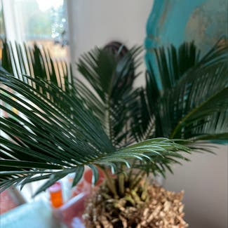 Sago Palm plant in The Dalles, Oregon
