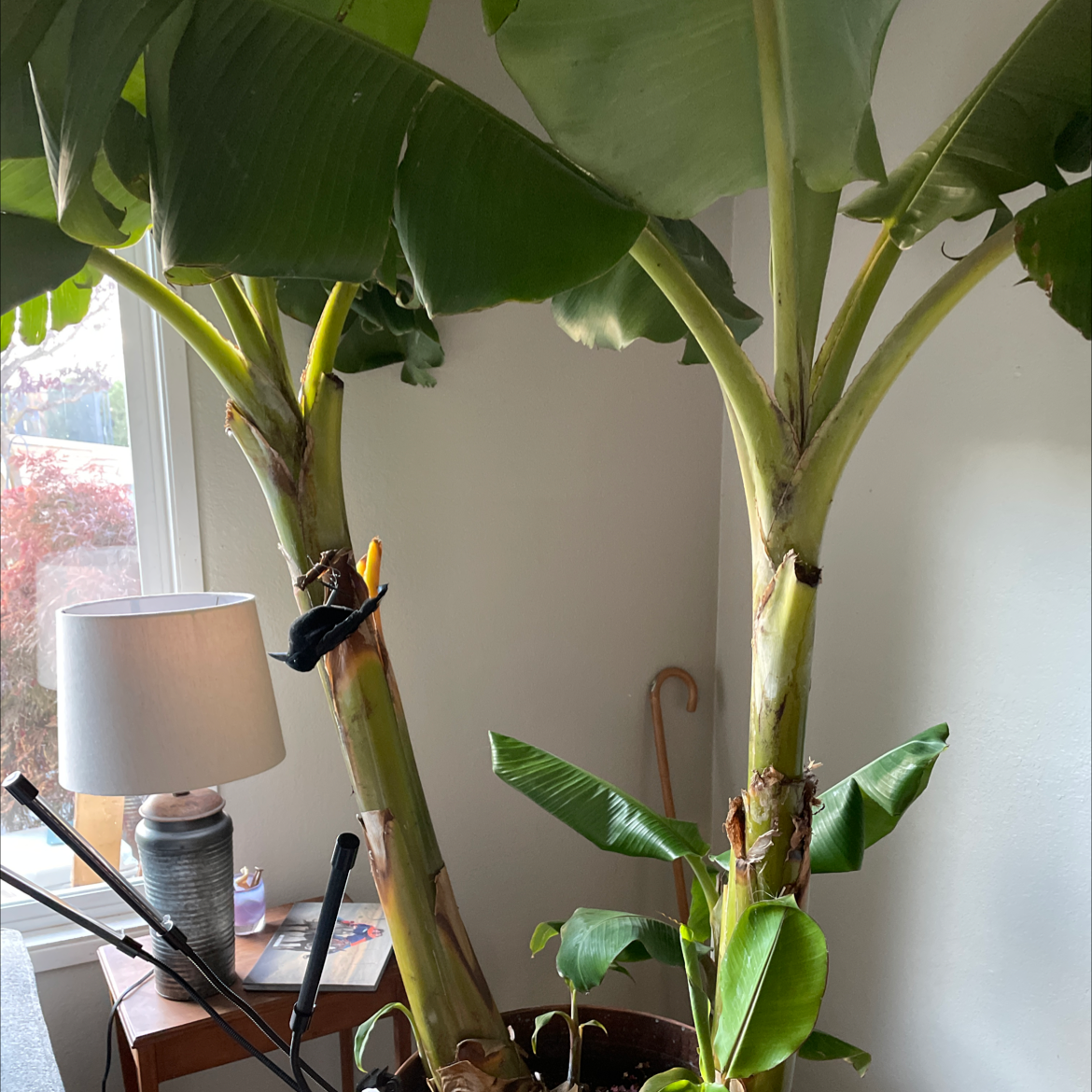 Banana plant photo by Dana named Musa black thia bannan on Greg, the plant care app.
