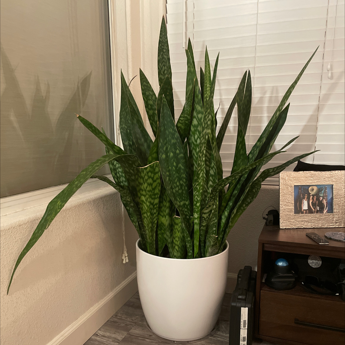 Healthy Jaboa Sansevieria plant in a white pot with green patterned leaves.