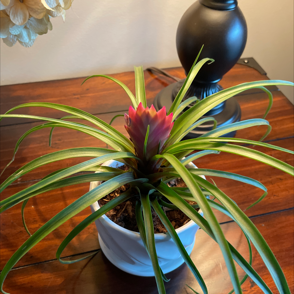 Pink Quill Plant (Tillandsia cyanea) in a white pot on a wooden surface, with vibrant green leaves and a pink quill flower.