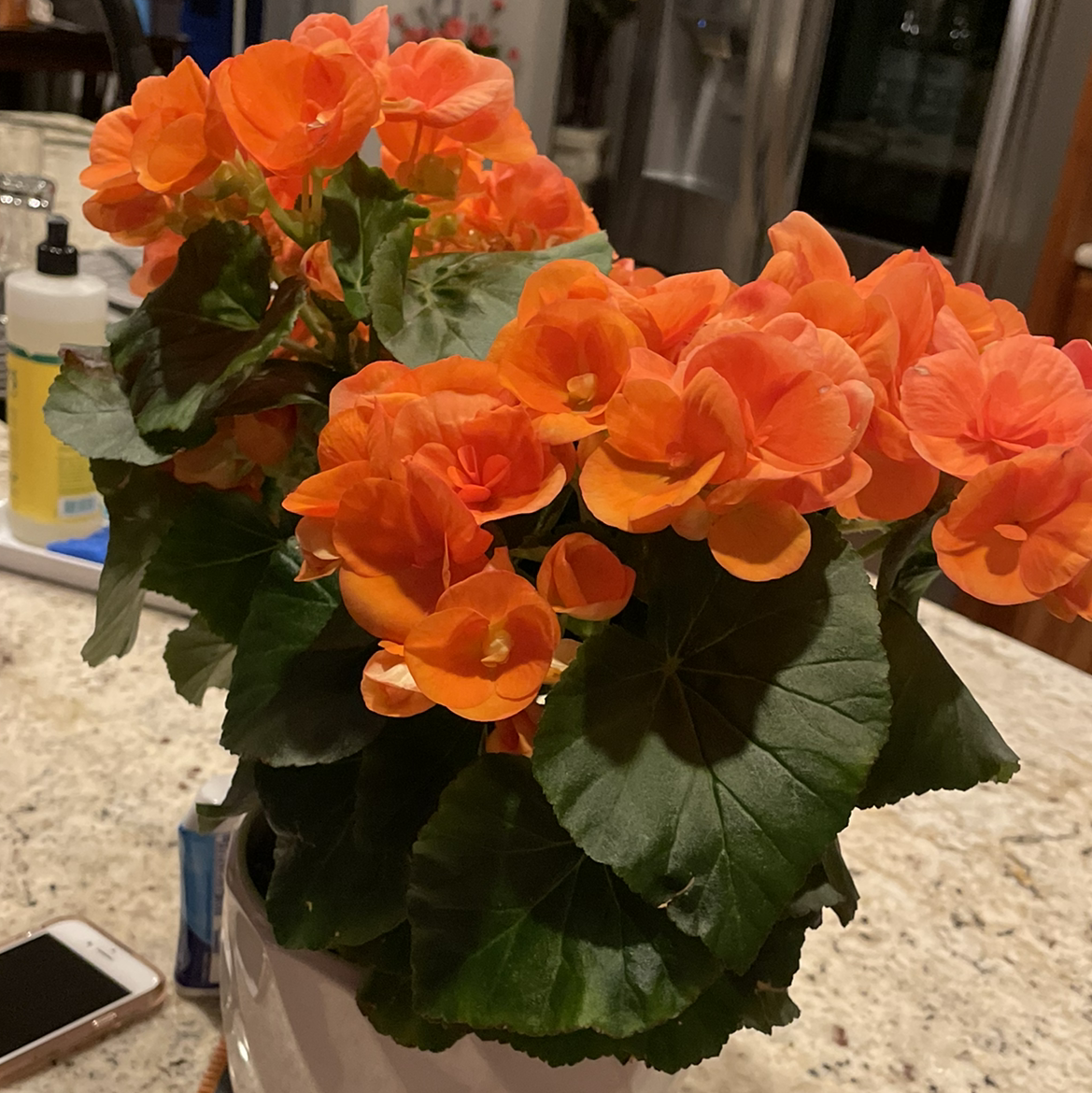 Tuberous Begonia with vibrant orange flowers and healthy green leaves in a pot on a countertop.