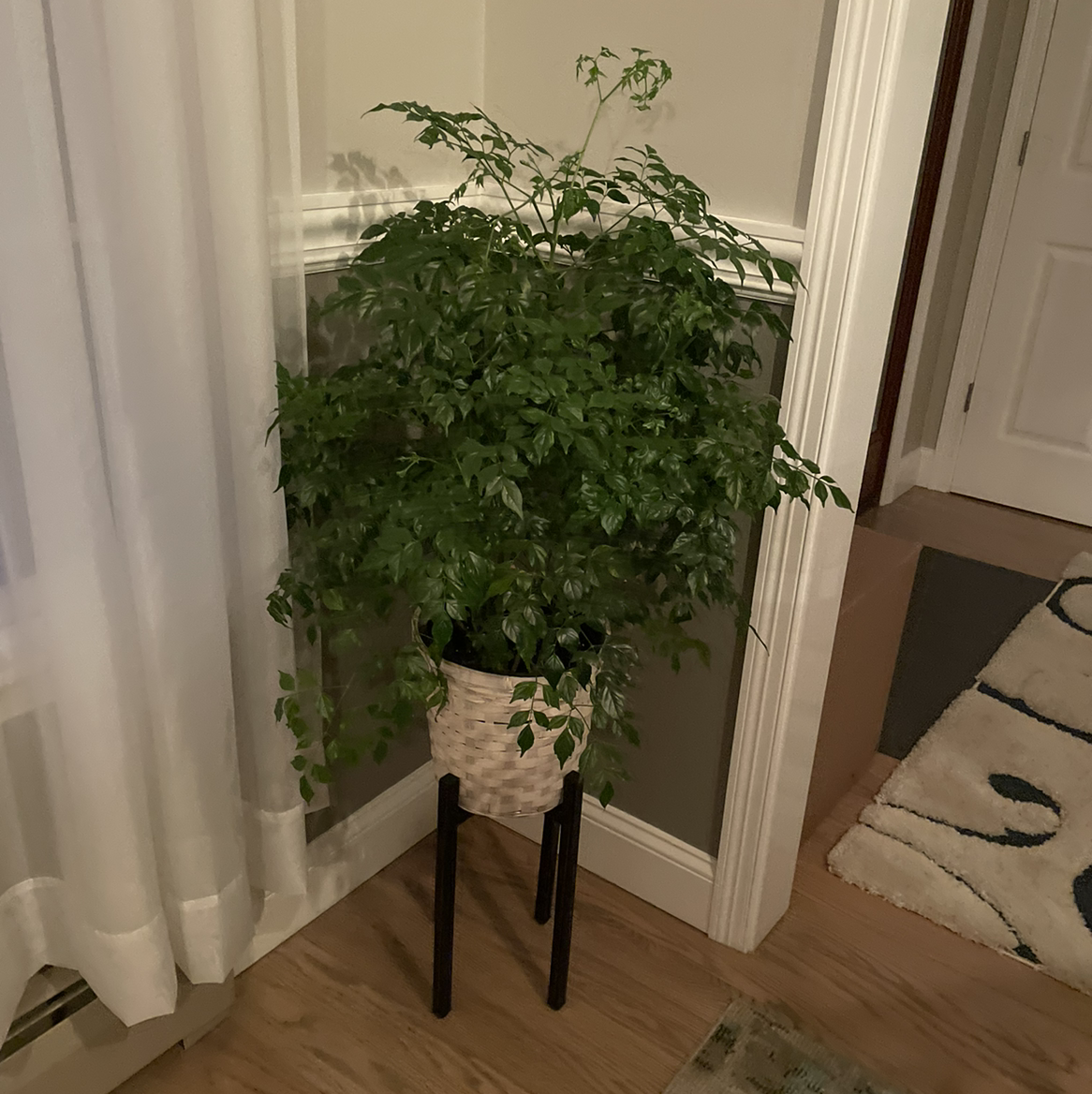 Healthy, tall China Doll houseplant with lush green foliage in a white ceramic pot, sitting on a wooden floor near a door frame.