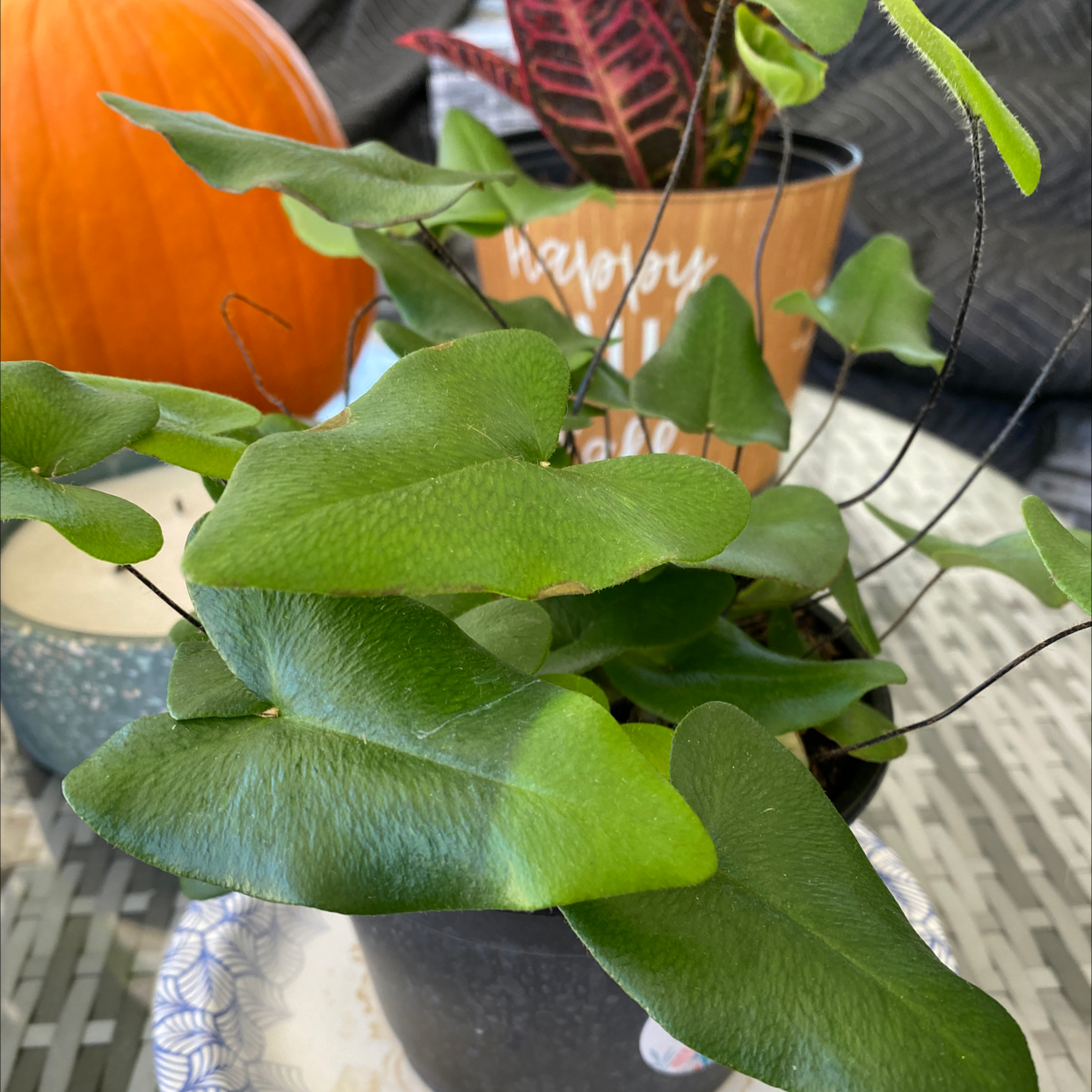 Golden Leather Fern with vibrant green leaves in a pot, partially visible soil.