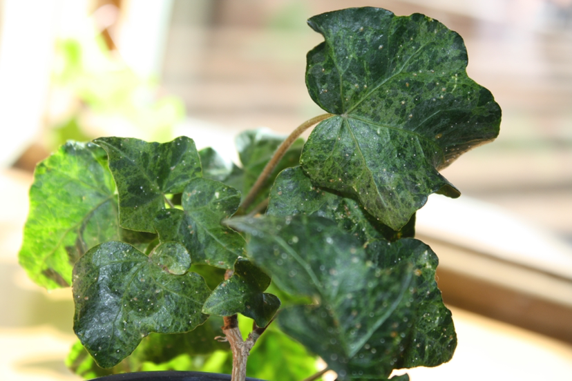 English Ivy plant photo by @georgiakatex named Jeremy on Greg, the plant care app.
