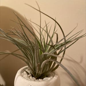 Blushing Bride Air Plant plant photo by @georgiakatex named Lily on Greg, the plant care app.