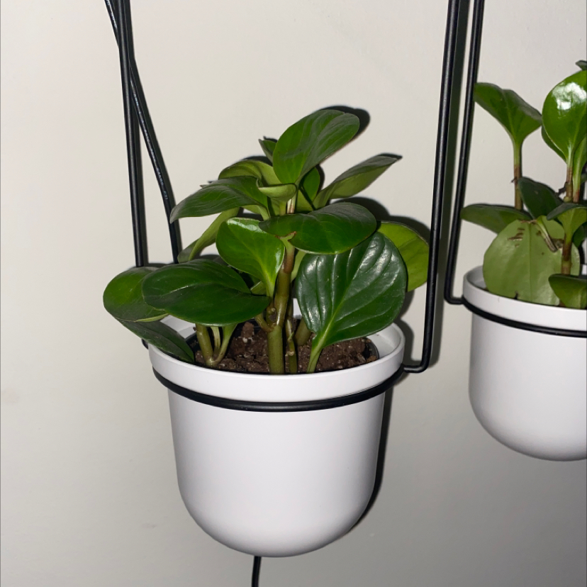 Two healthy potted Herbst's Bloodleaf plants with deep burgundy red oval leaves, well-framed against a light background.