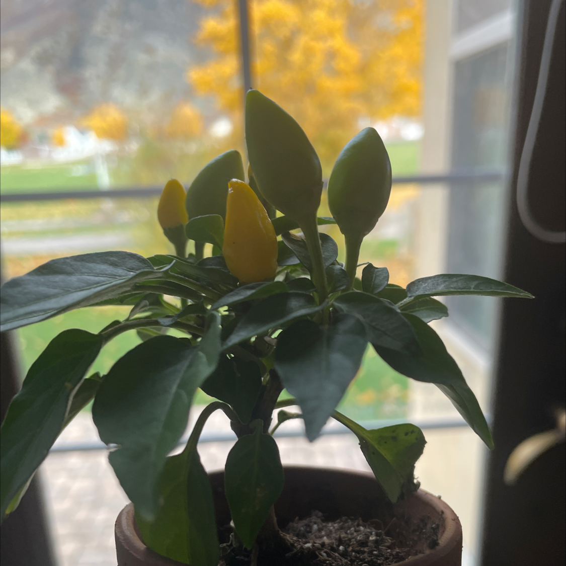 Ornamental Pepper plant with developing peppers near a window.