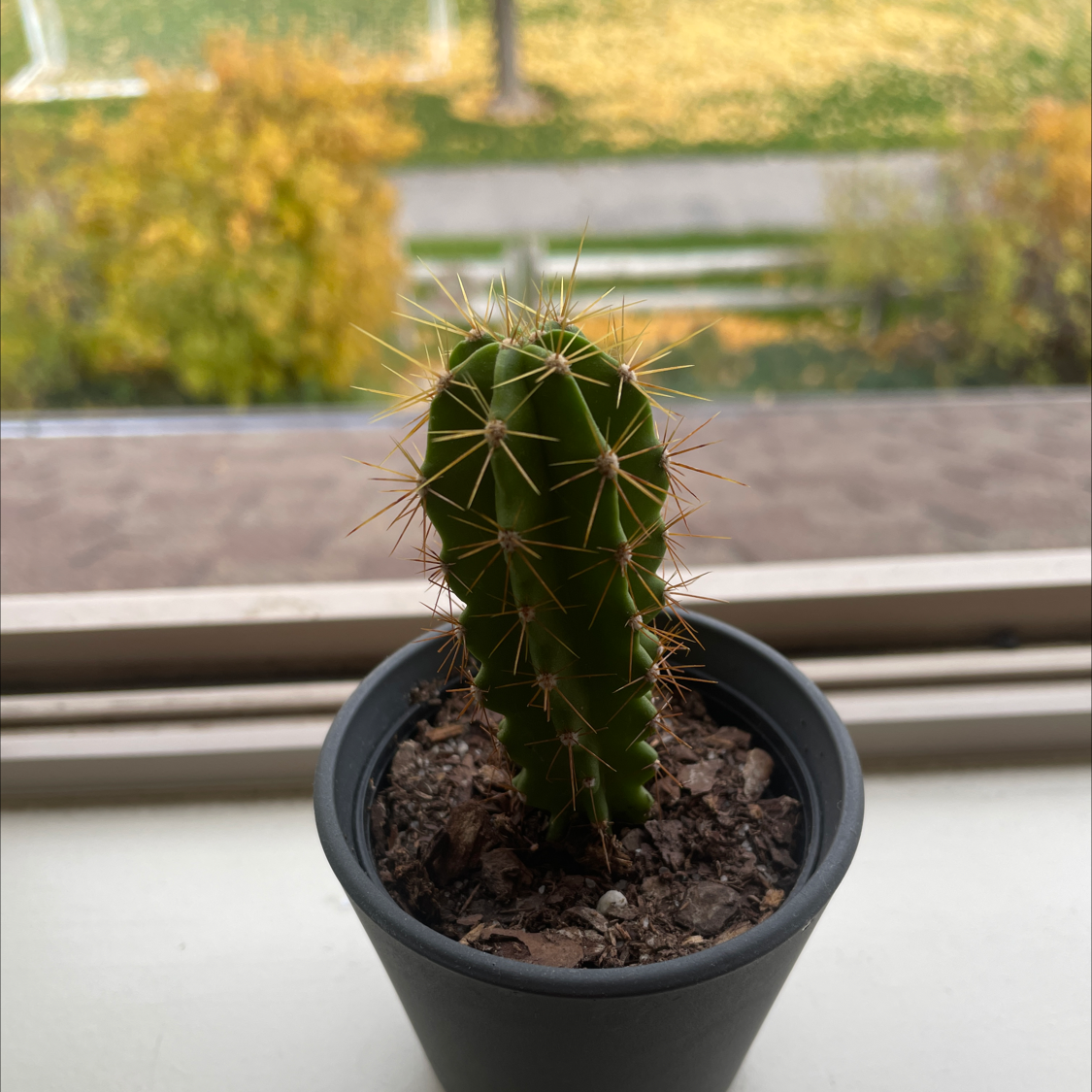 Photo of the plant species Pilosocereus arrabidae by @emmajane named buzz on Greg, the plant care app