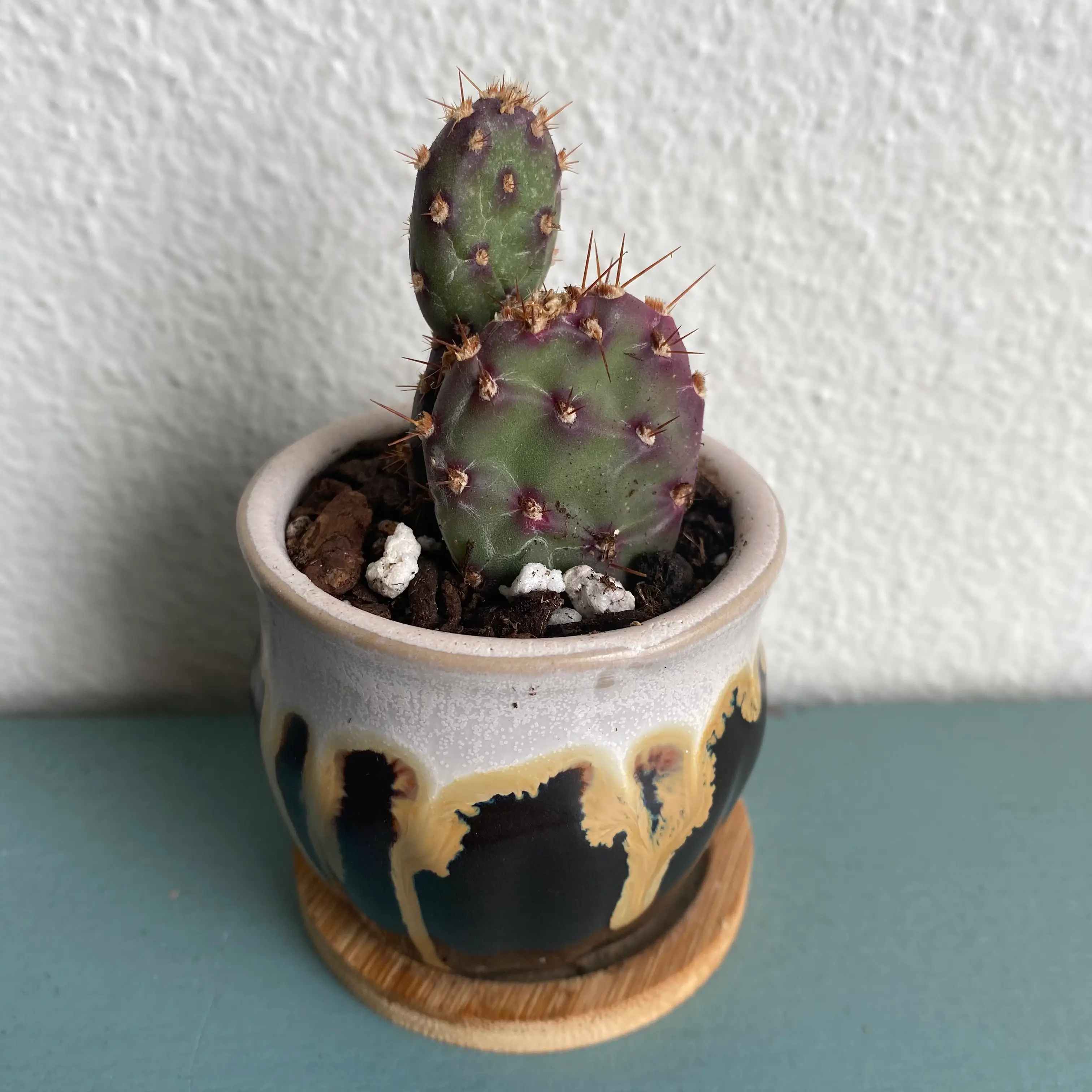 Brownspine Prickly Pear cactus in a decorative pot, healthy and well-framed.