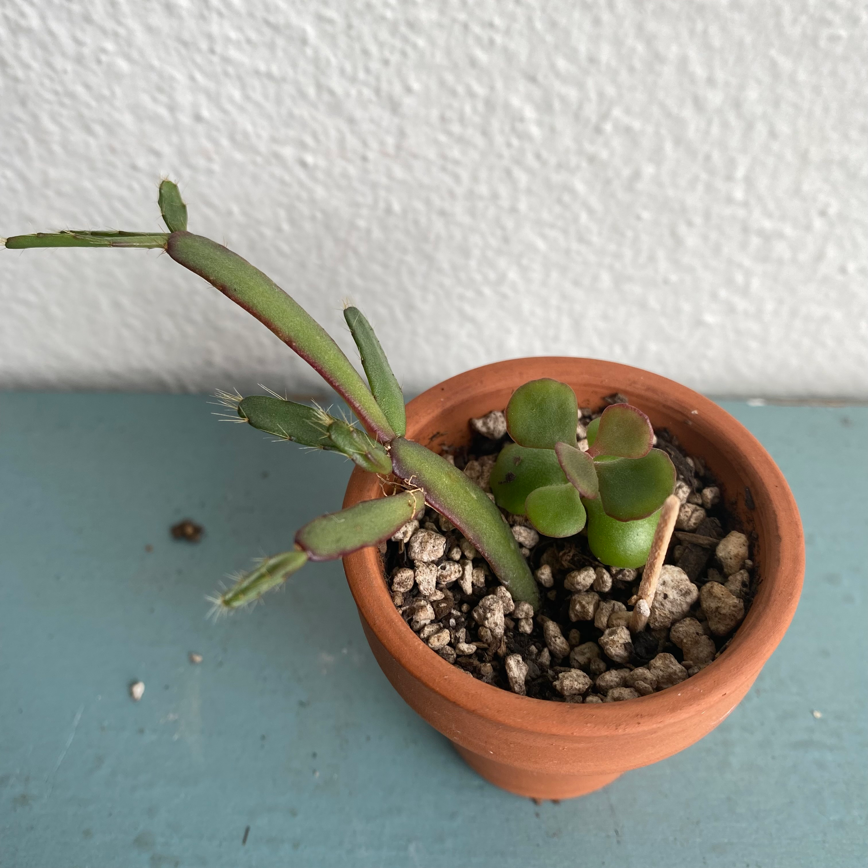 When and Where Should I Trim My Dragonfire Kalanchoe?