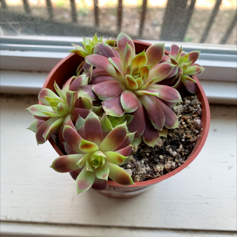 Gold Nugget Hens and Chicks plant photo by @undomesticatedturtle named Margaret de Bourgogne on Greg, the plant care app.