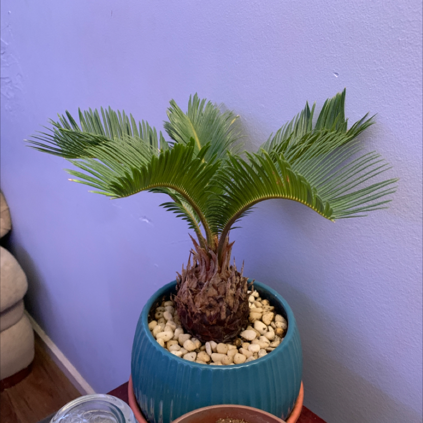 Sago Palm plant photo by @undomesticatedturtle named Nemo on Greg, the plant care app.
