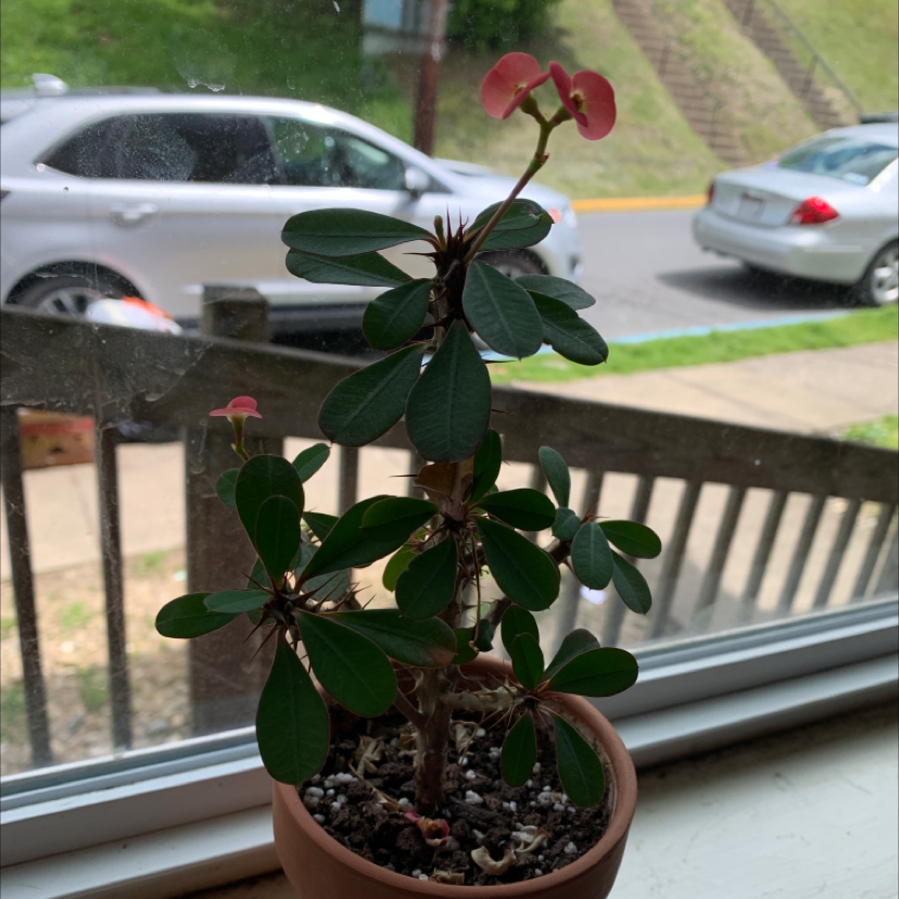 Crown of Thorns plant photo by @undomesticatedturtle named Ranavalona I on Greg, the plant care app.