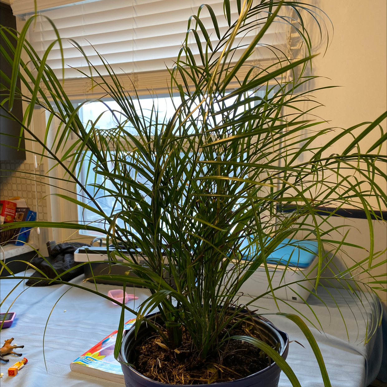Healthy potted Pygmy Date Palm with long green fronds, no signs of disease, soil visible.