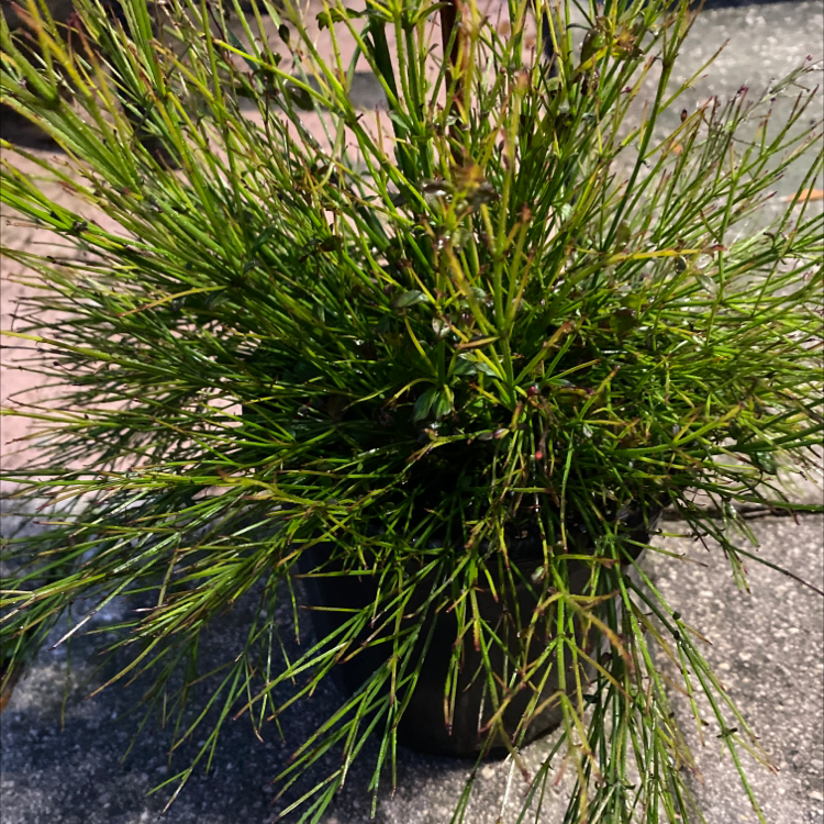 What Is The Aquatic Plant Toad Rush