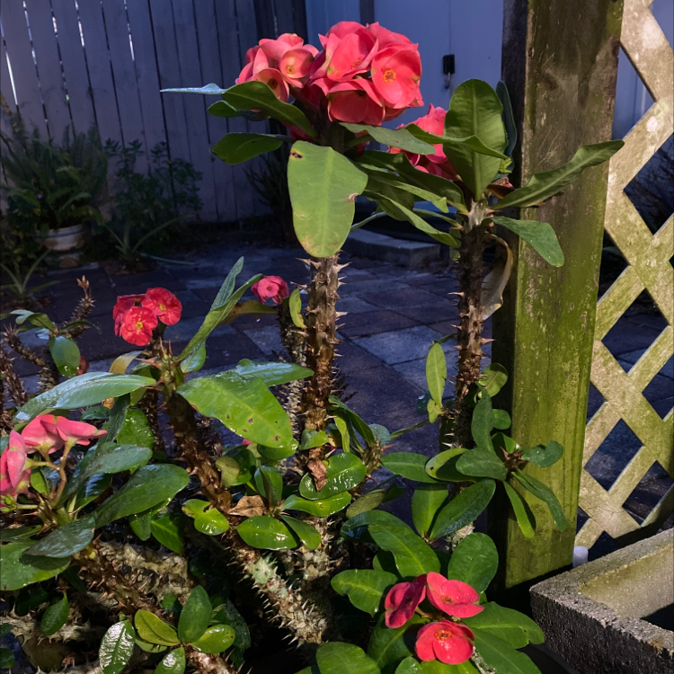A thriving Crown of Thorns plant with numerous vibrant red flowers in bloom, planted in a pot outdoors.