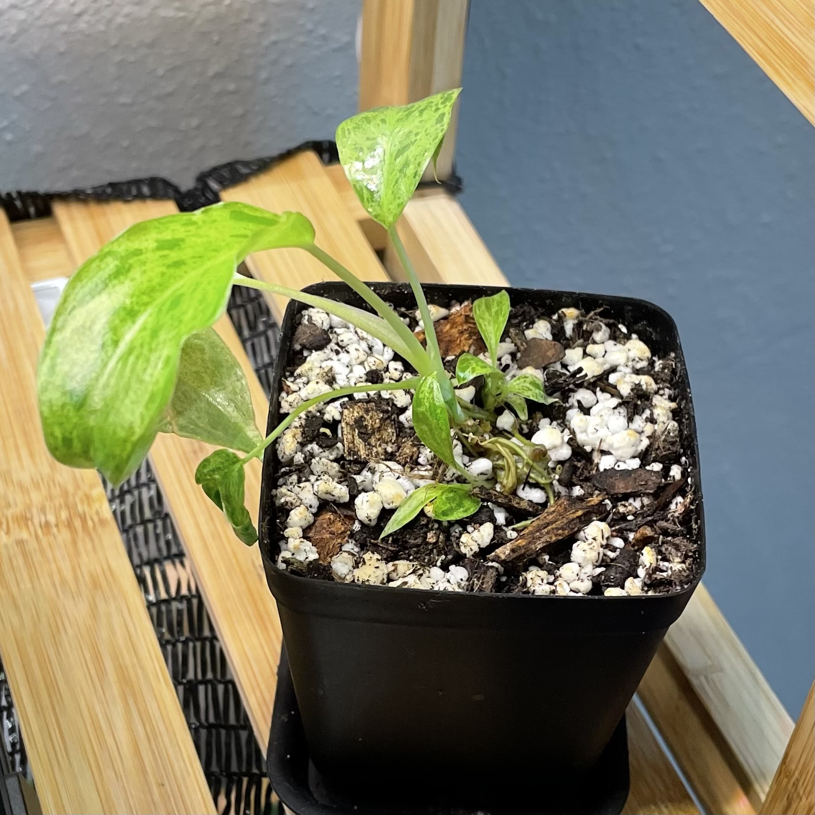 Paraiso Verde Philodendron plant in a black pot with some yellowing and browning leaves.
