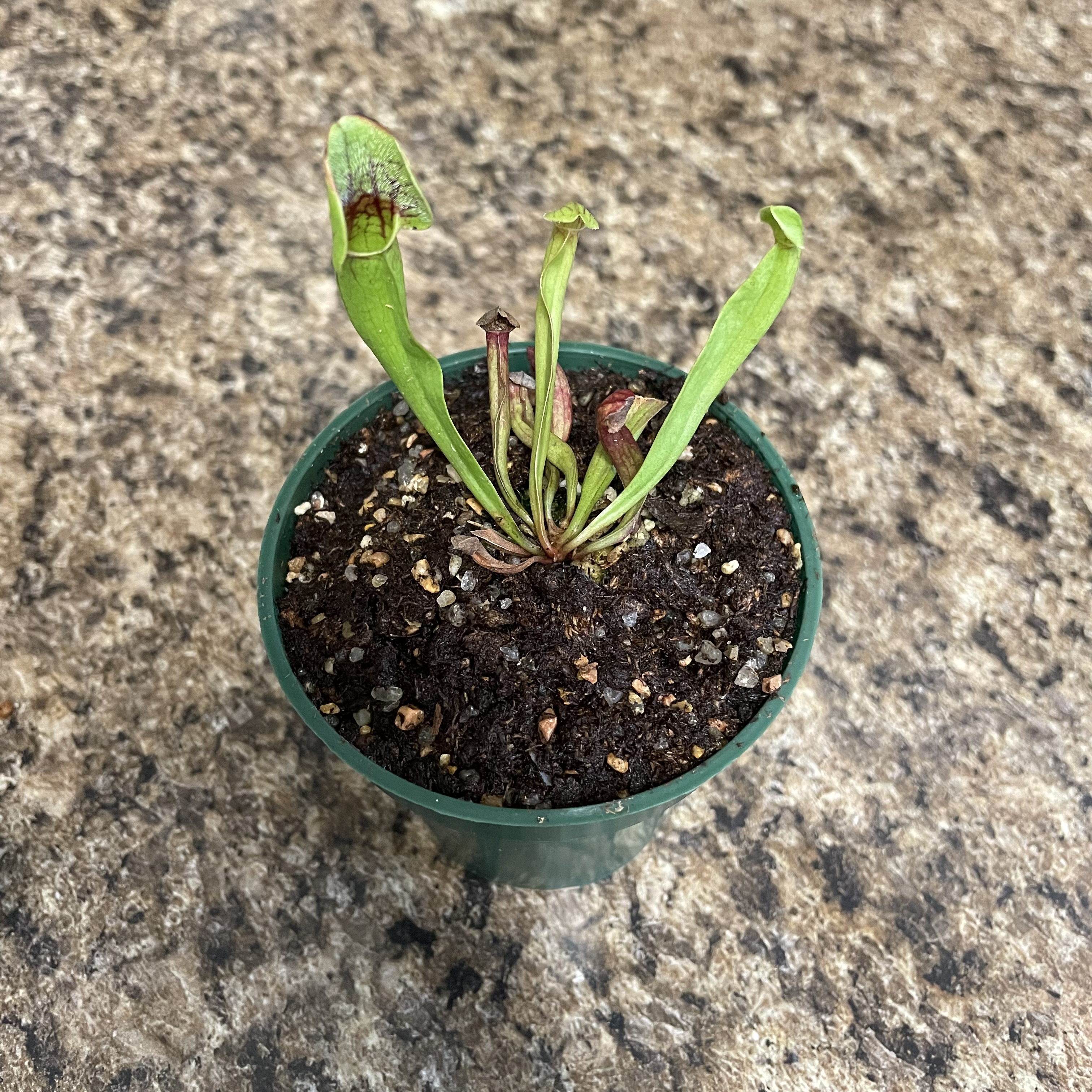 Purple Pitcher Plant in a green pot with visible soil and some browning leaves.
