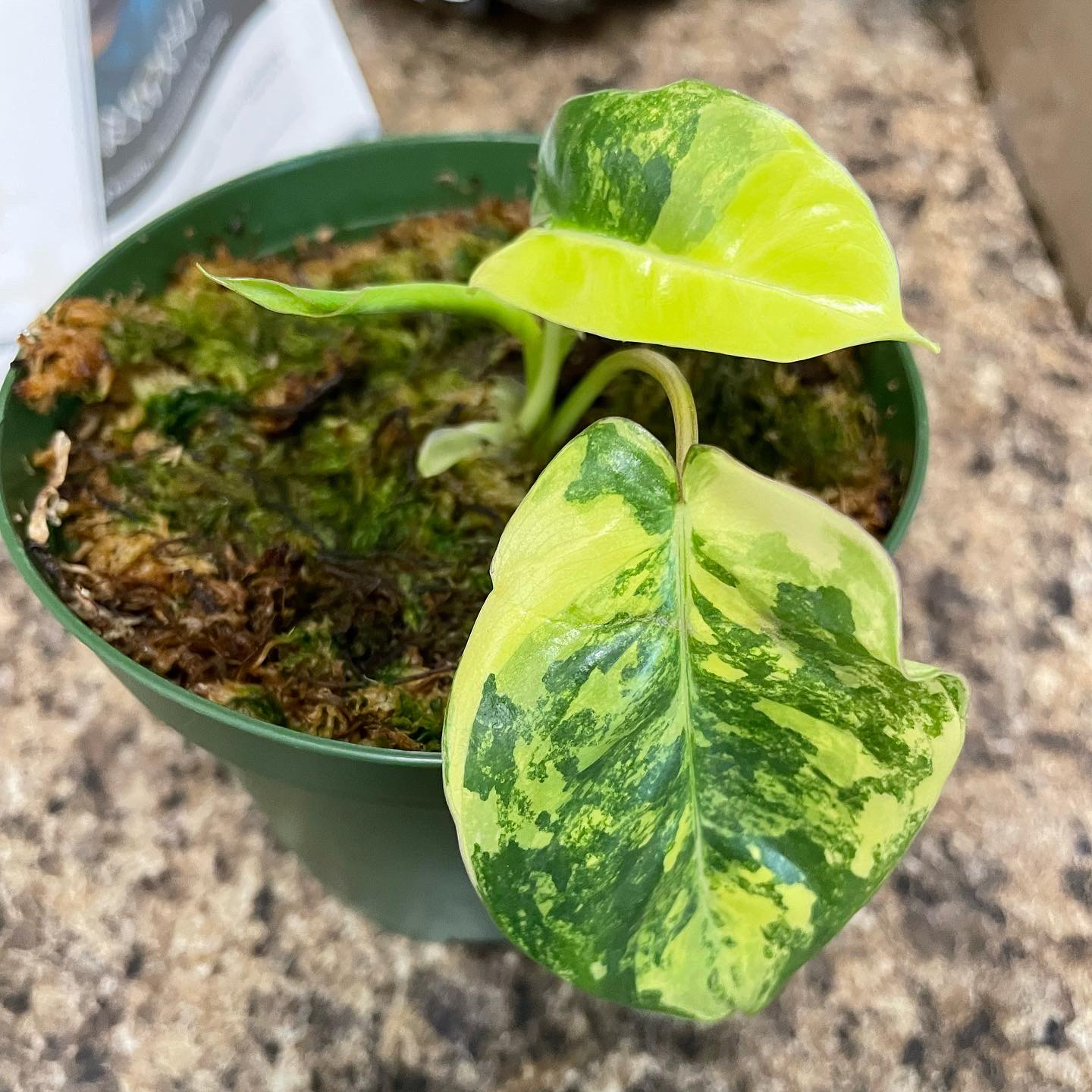 Potted Burle Marx Variegata plant with variegated green and yellow leaves.