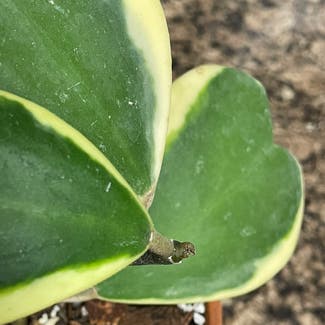 Variegated Heart Leaf Hoya plant in Somewhere on Earth