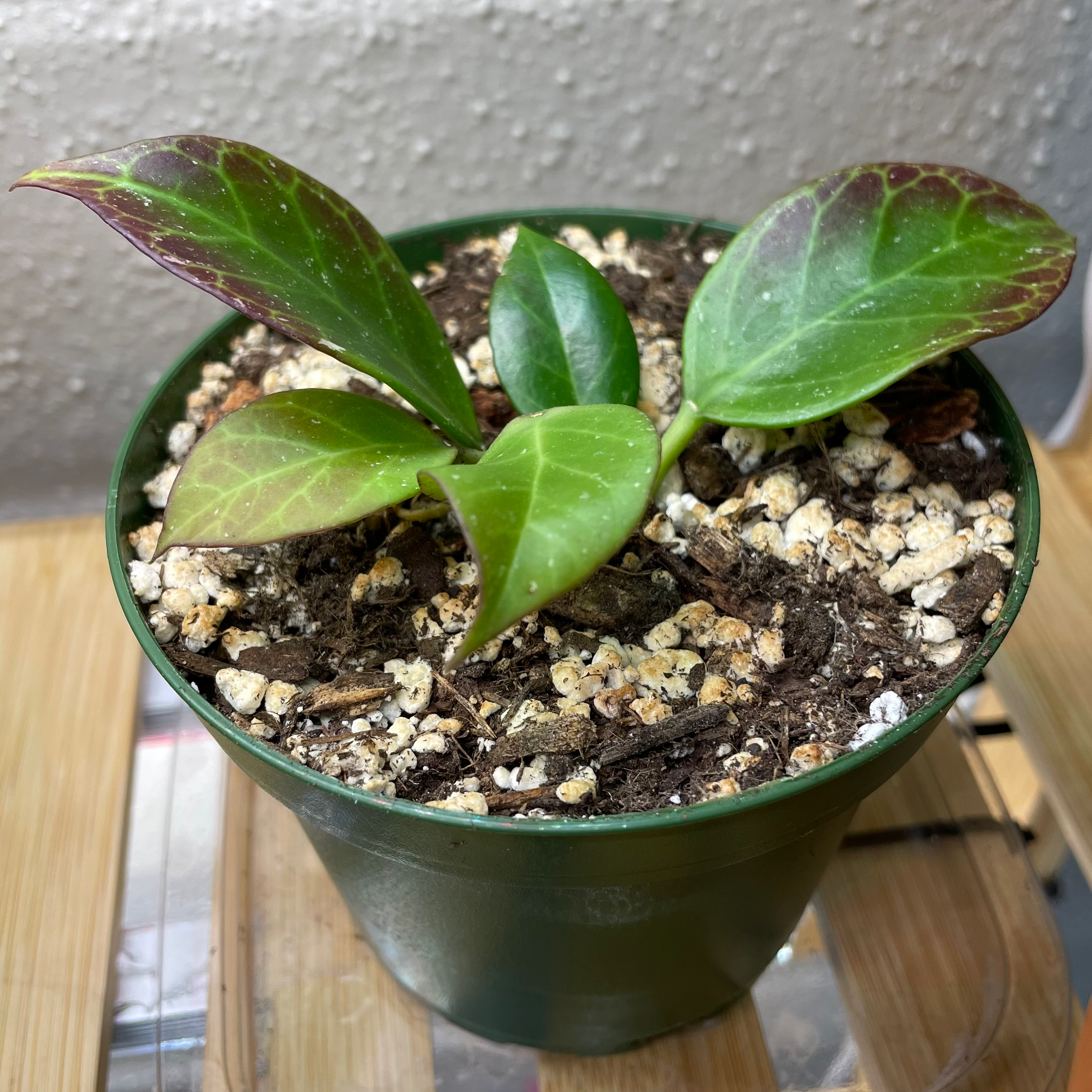 Hoya 'Sunrise' plant in a small green pot with slight leaf discoloration.