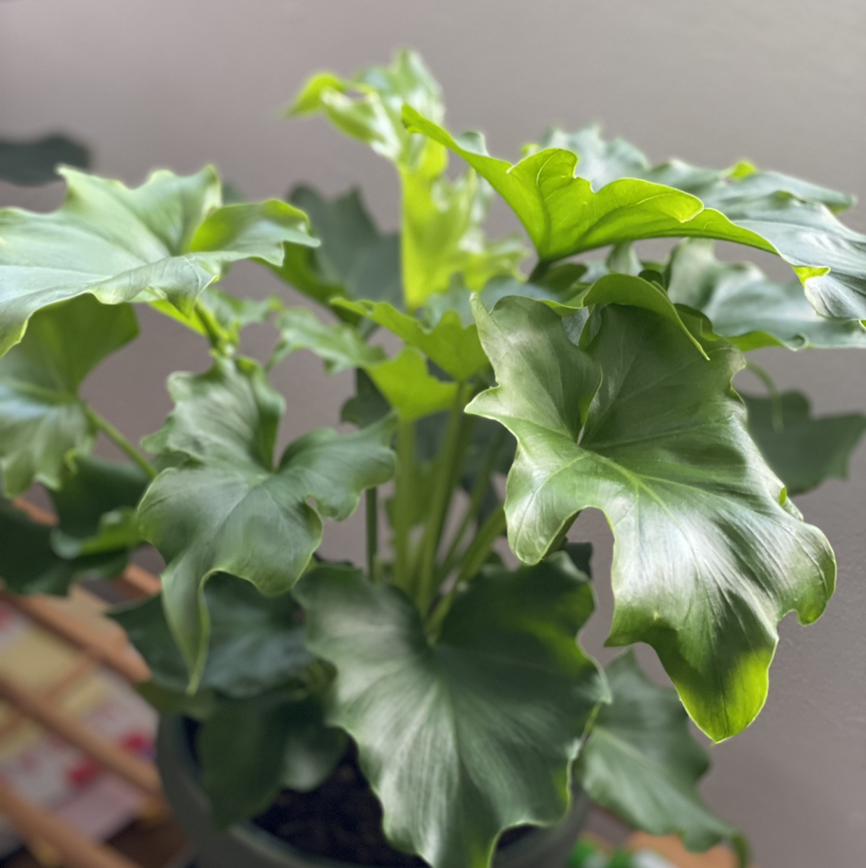 Philodendron Xanadu with healthy green leaves, well-framed and in focus.