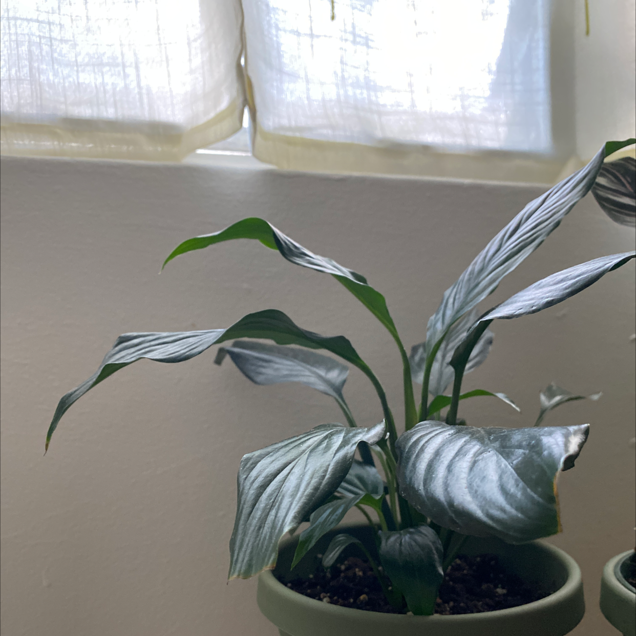 Healthy peace lily plant with glossy green and white variegated leaves in a white ceramic pot, well-lit by natural light.