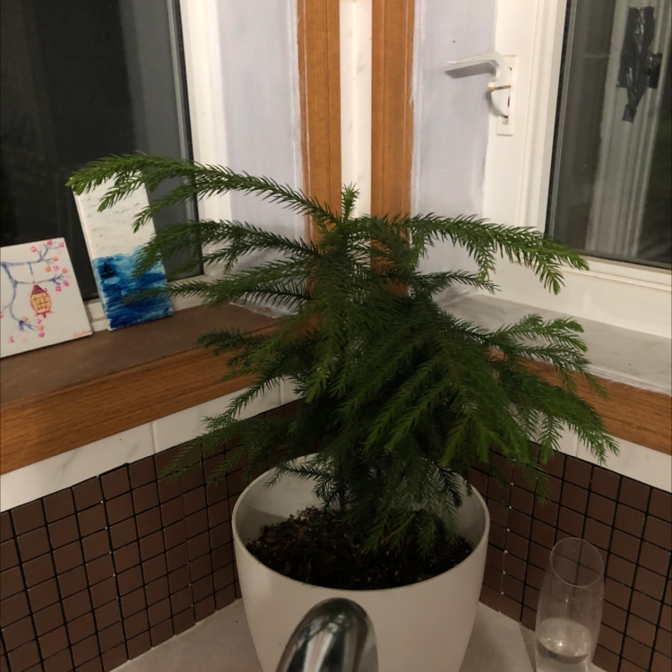 Personalized Norfolk Island Pine Care Water Light Nutrients Greg App