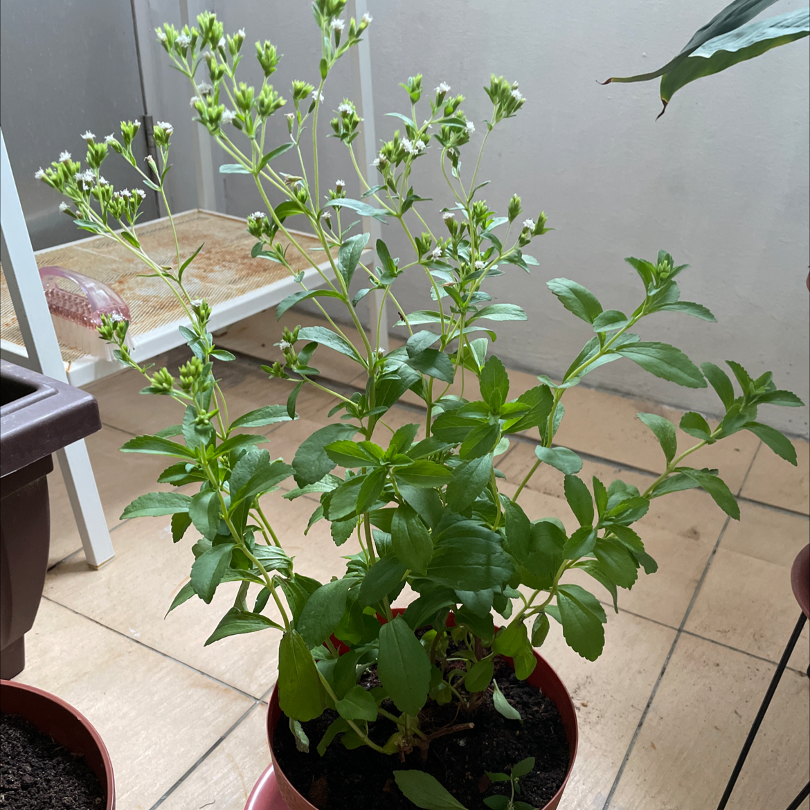 Healthy Sweetleaf plant in a pot with green leaves and small buds.