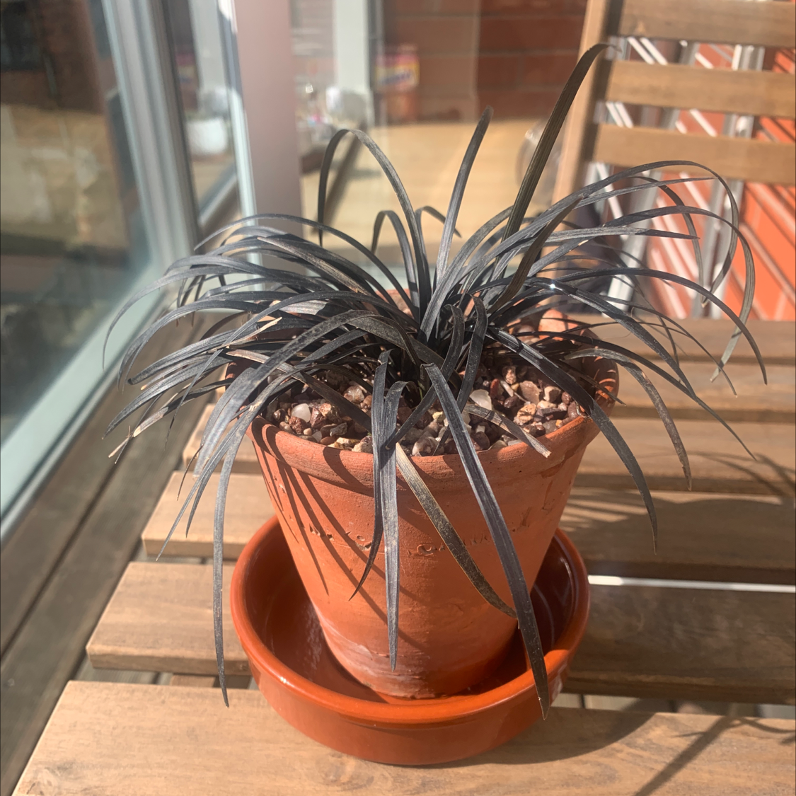 Photo of the plant species Ophiopogon planiscapus by @gingerbreadplants named Mikey on Greg, the plant care app
