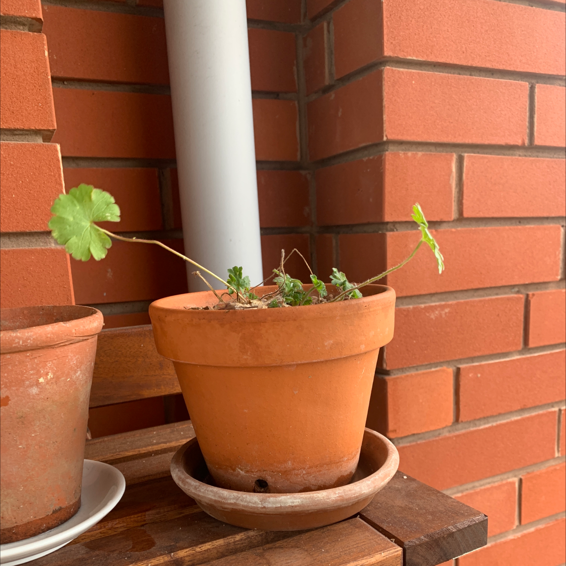Photo of the plant species Hedgerow Cranesbill by @gingerbreadplants named Frannie on Greg, the plant care app
