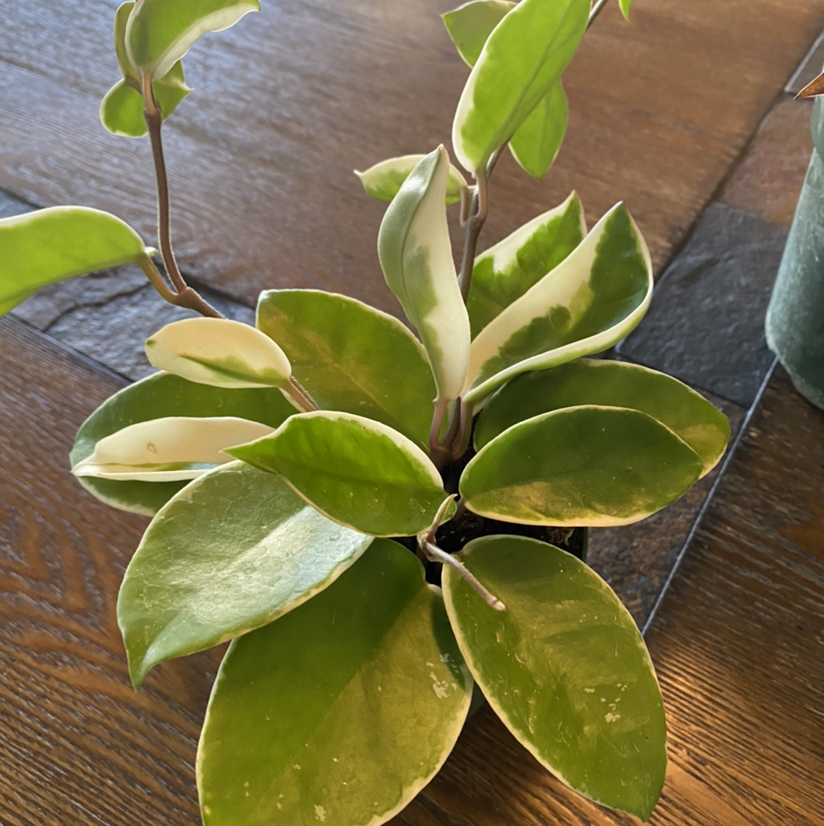 Hoya Krimson Queen plant with variegated leaves, healthy appearance.