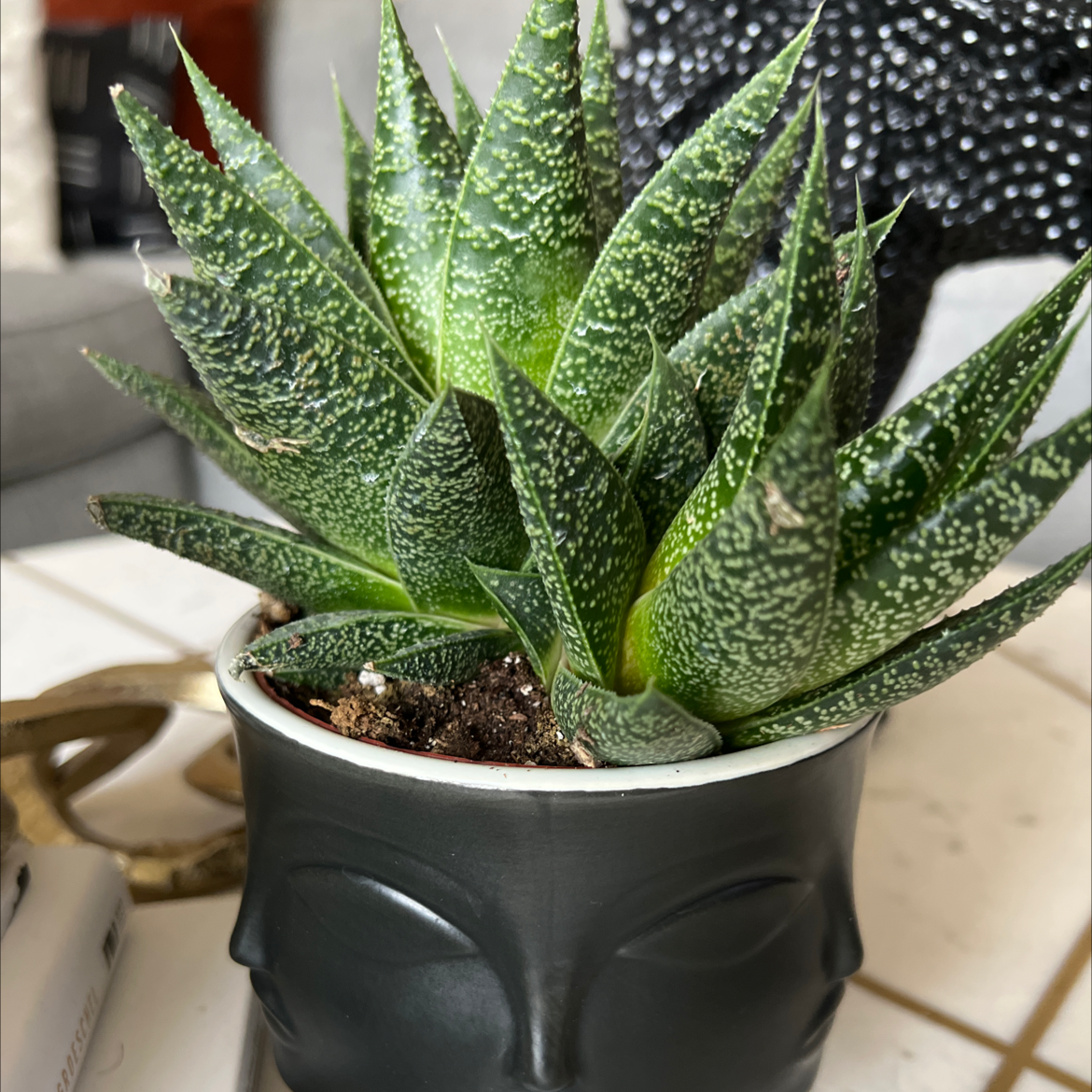 Lace Aloe plant in a decorative pot with visible soil and healthy green leaves.
