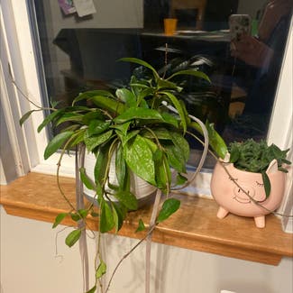Hoya pubicalyx 'Splash' plant in Richmond, Michigan
