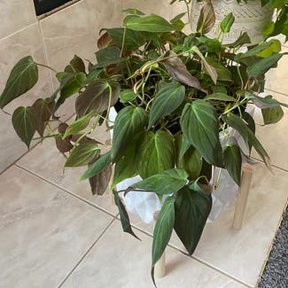 Philodendron Micans plant in Richmond, Michigan